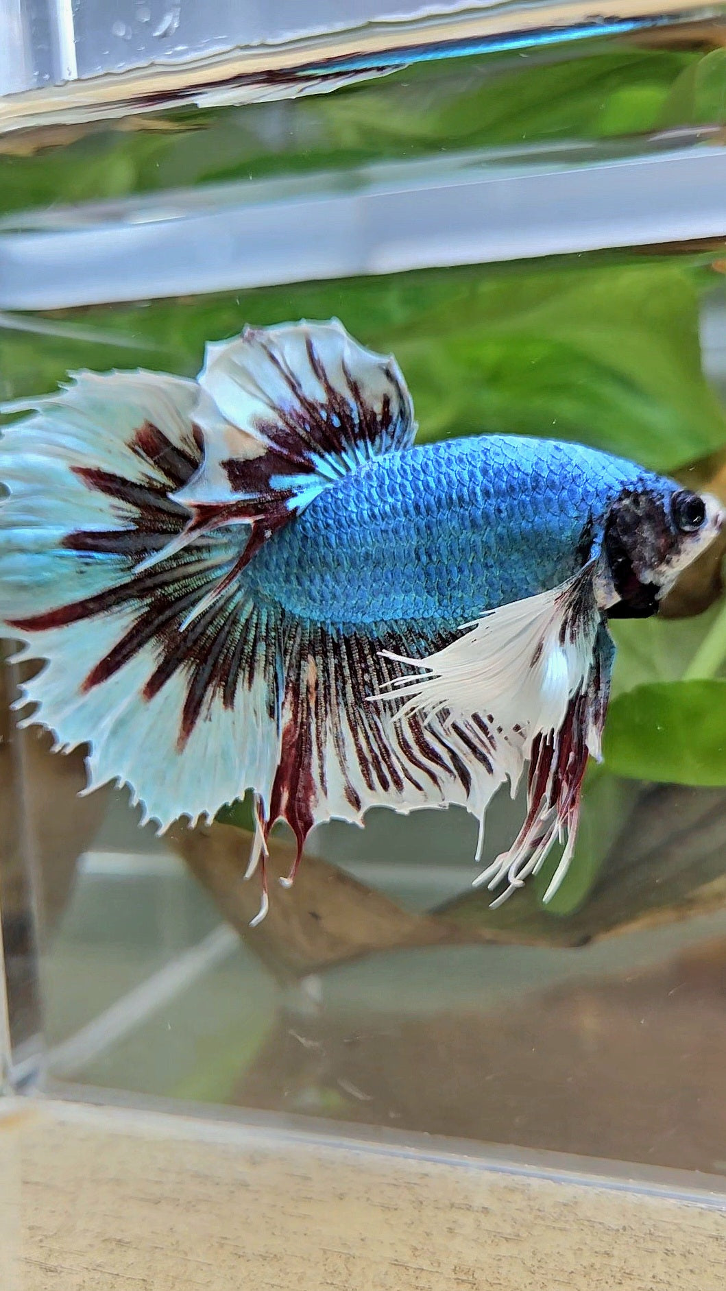 HALFMOON CROWNTAIL DUMBO EAR BLUE FANCY BETTA FISH