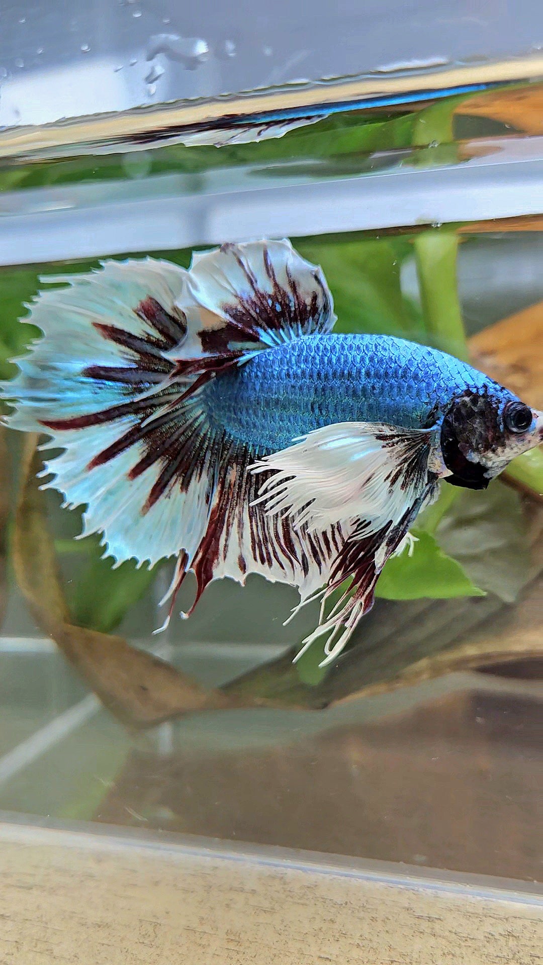 HALFMOON CROWNTAIL DUMBO EAR BLUE FANCY BETTA FISH