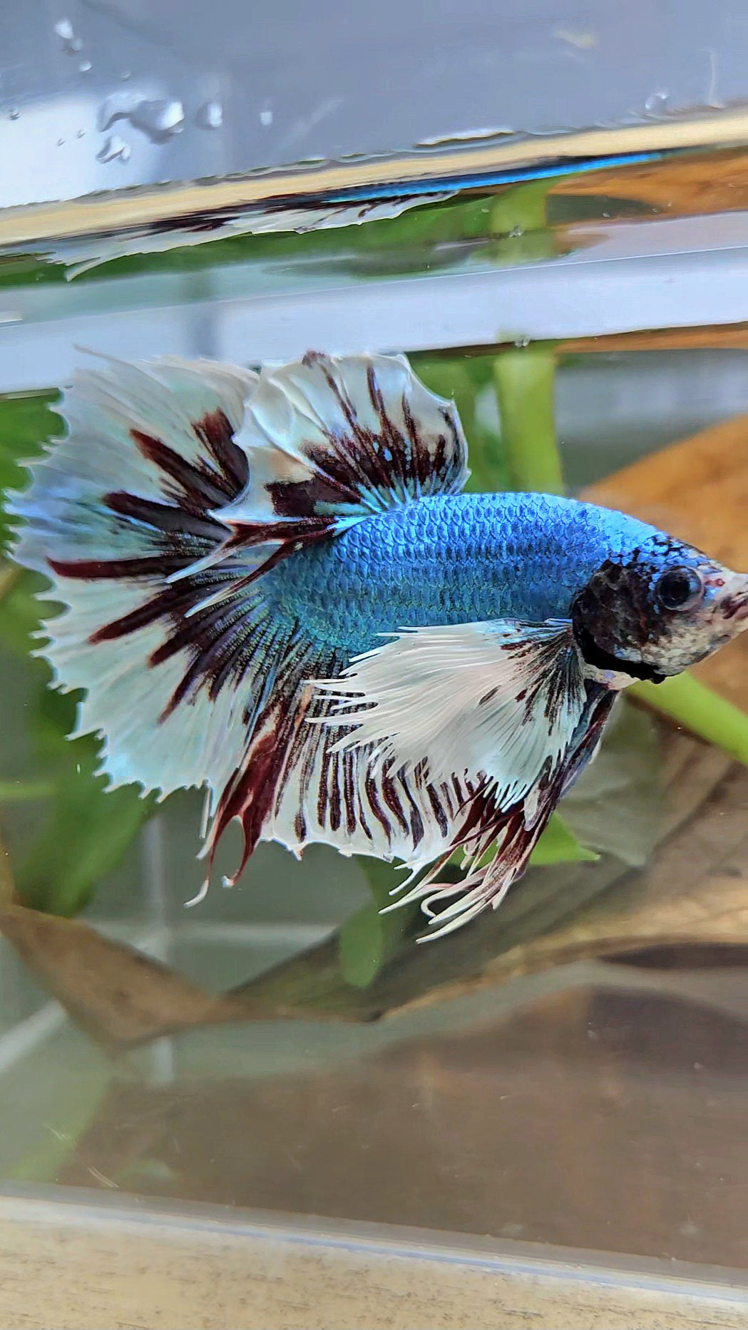 HALFMOON CROWNTAIL DUMBO EAR BLUE FANCY BETTA FISH