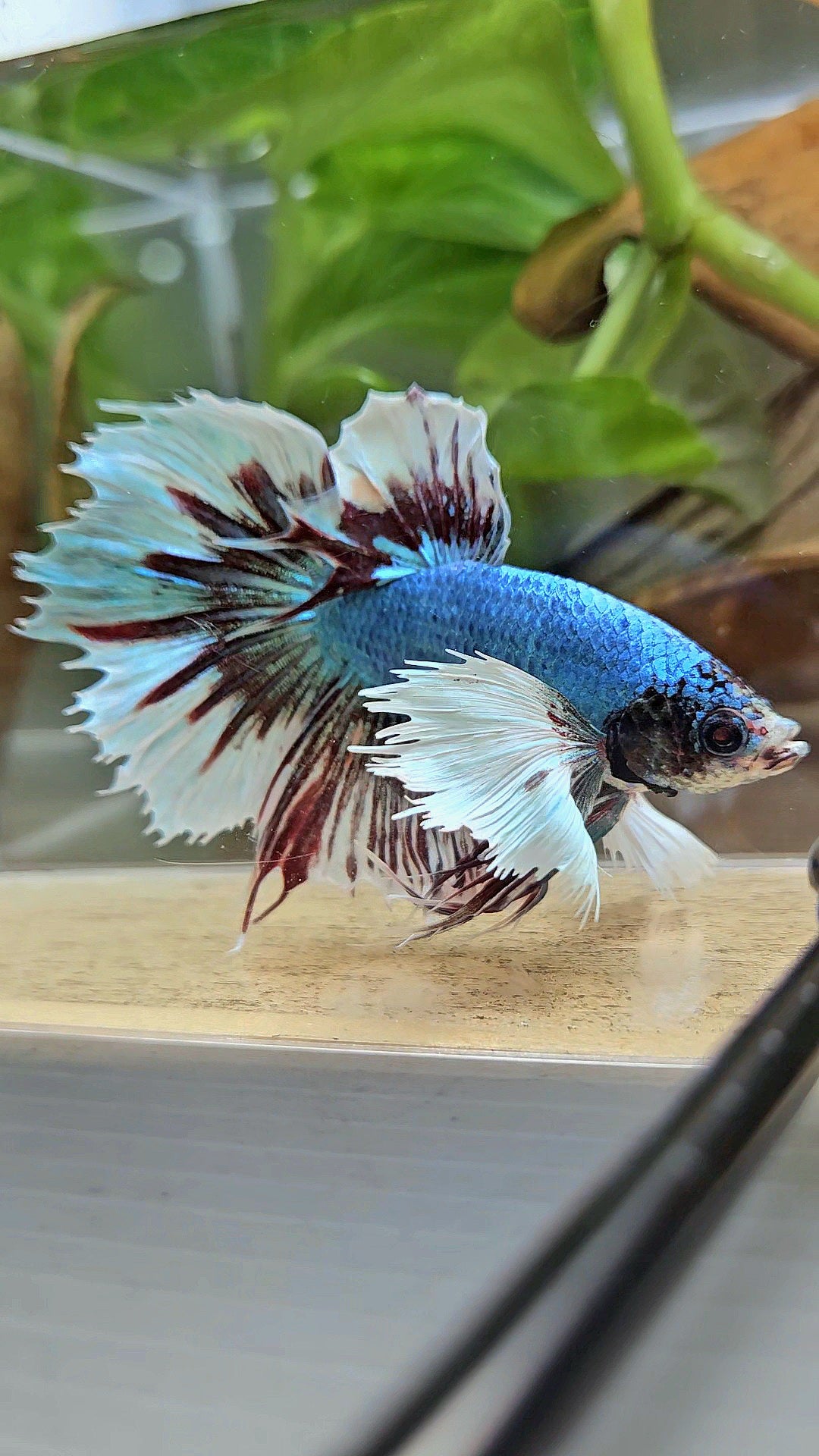 HALFMOON CROWNTAIL DUMBO EAR BLUE FANCY BETTA FISH