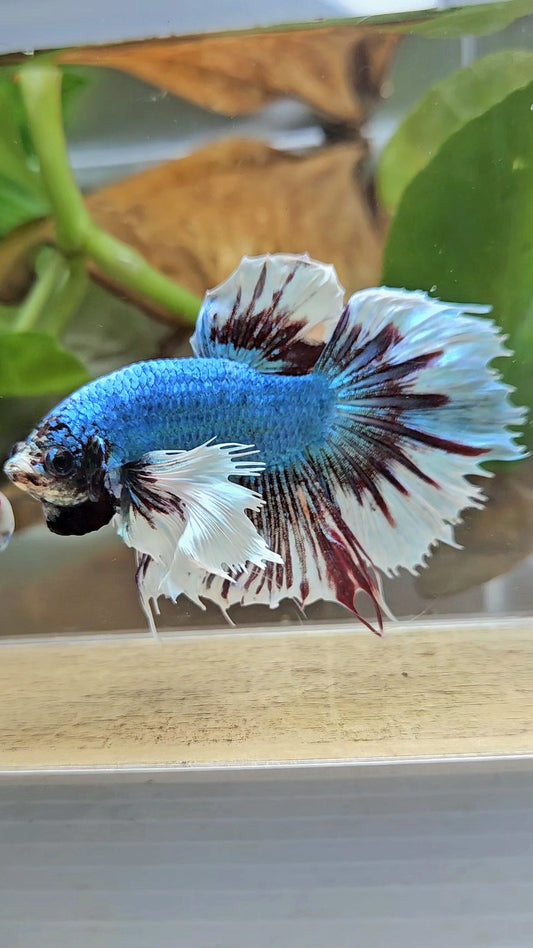 HALFMOON CROWNTAIL DUMBO EAR BLUE FANCY BETTA FISH