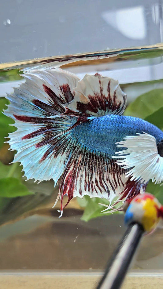 HALFMOON CROWNTAIL DUMBO EAR BLUE FANCY BETTA FISH
