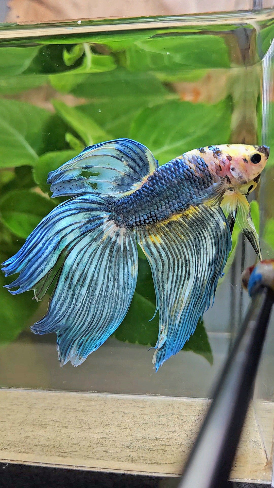 VEILTAIL DELTA YELLOW BLUE FANCY MULTICOLOR BETTA FISH