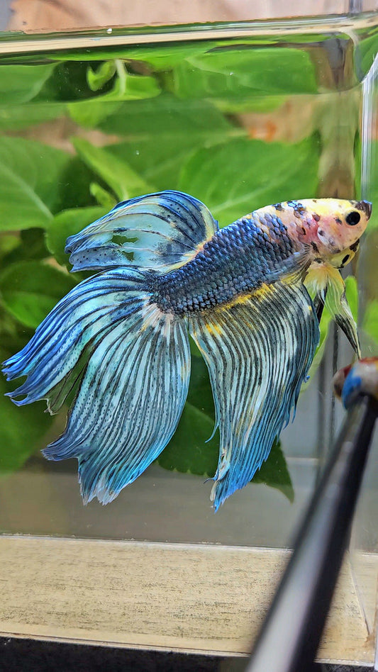 VEILTAIL DELTA YELLOW BLUE FANCY MULTICOLOR BETTA FISH