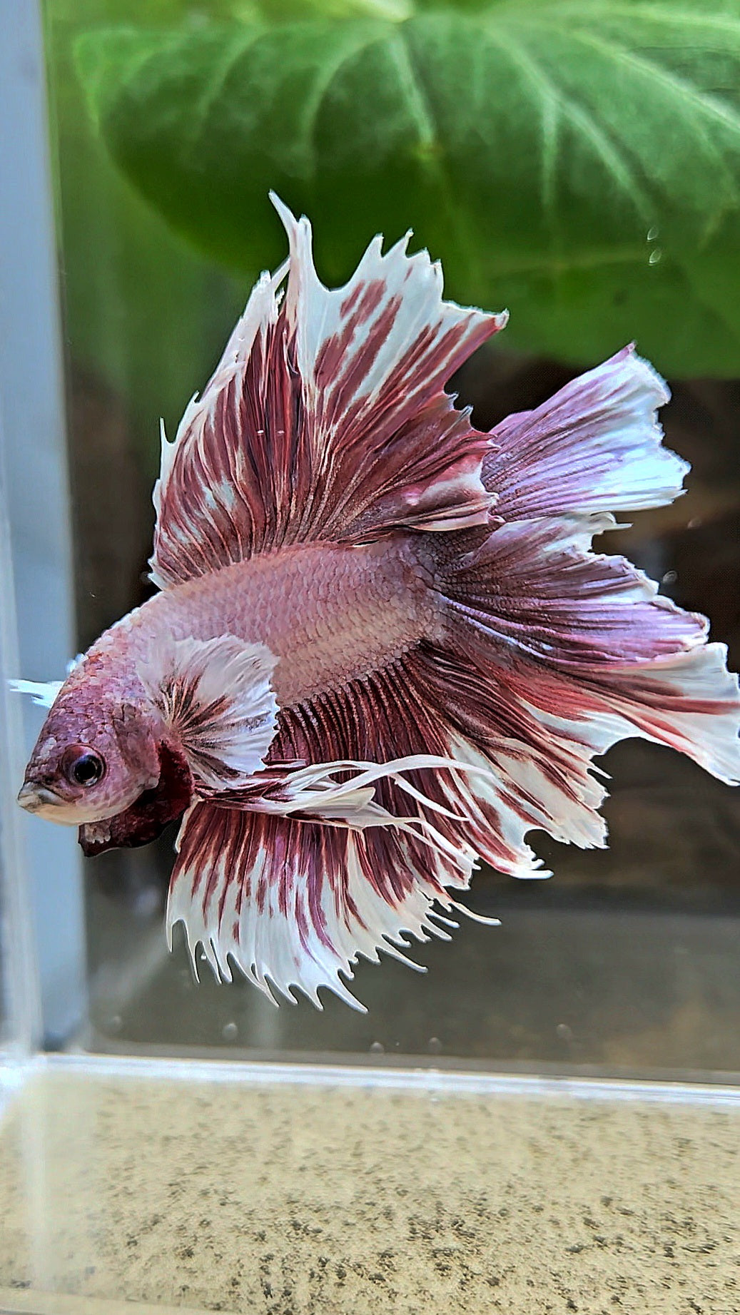 HALFMOON DOUBLE TAIL BIG EAR LAVENDER BETTA FISH