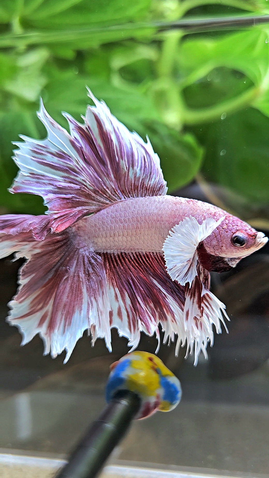 HALFMOON DOUBLE TAIL BIG EAR LAVENDER BETTA FISH