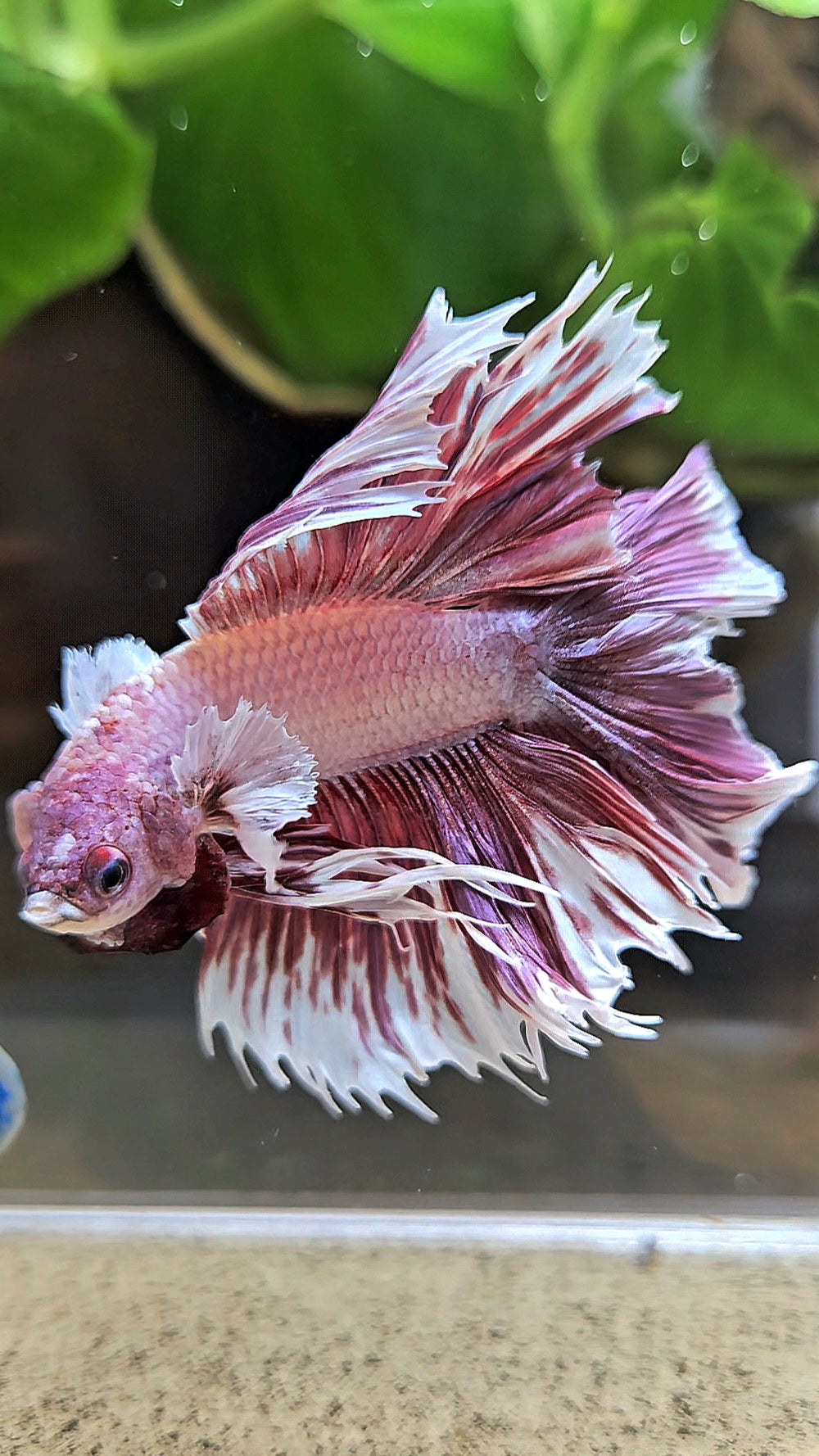HALFMOON DOUBLE TAIL BIG EAR LAVENDER BETTA FISH