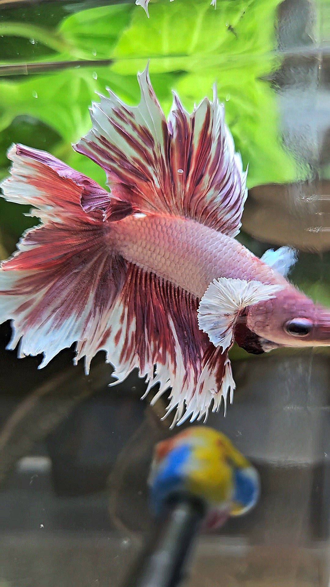 HALFMOON DOUBLE TAIL BIG EAR LAVENDER BETTA FISH