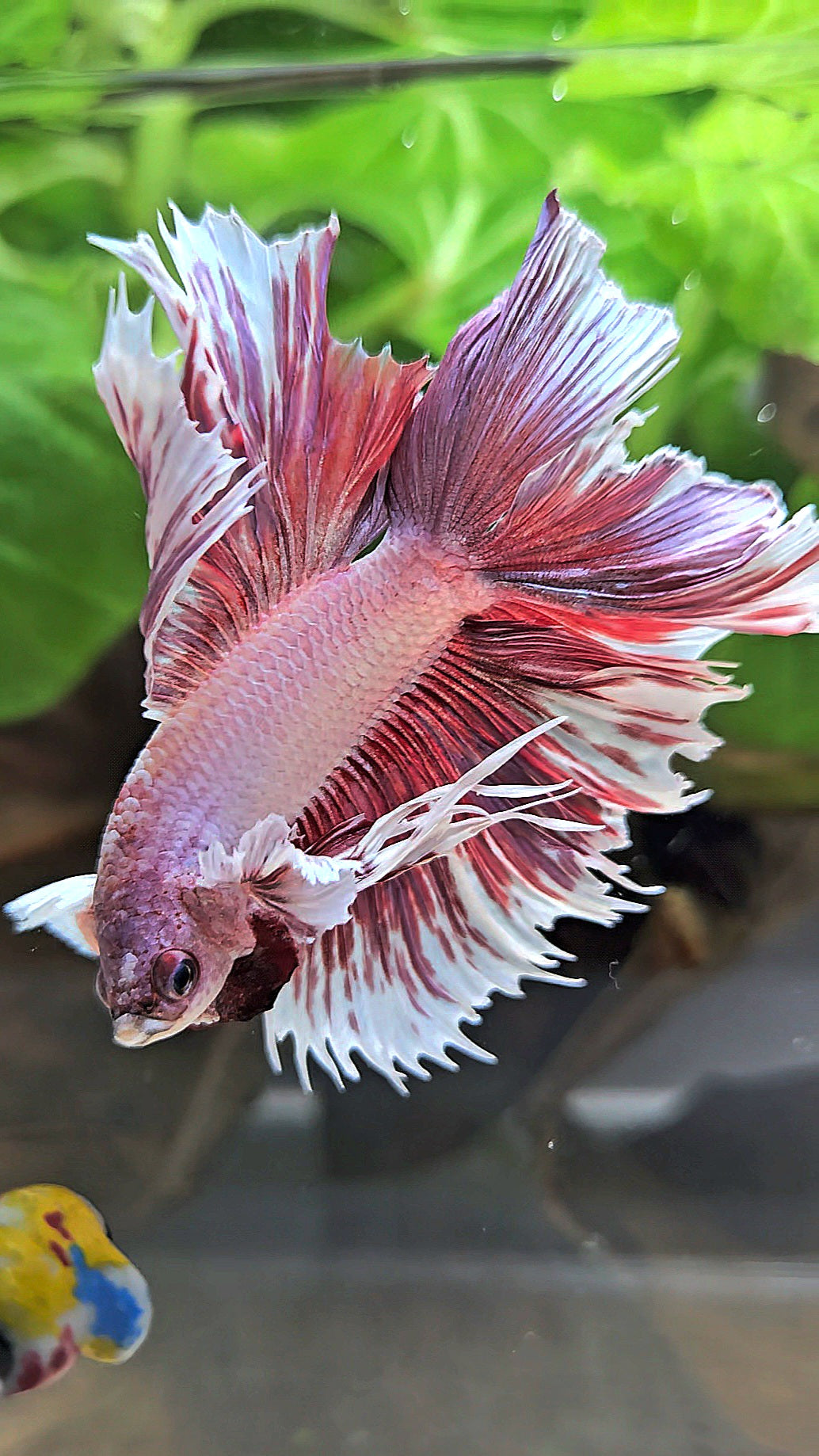 HALFMOON DOUBLE TAIL BIG EAR LAVENDER BETTA FISH