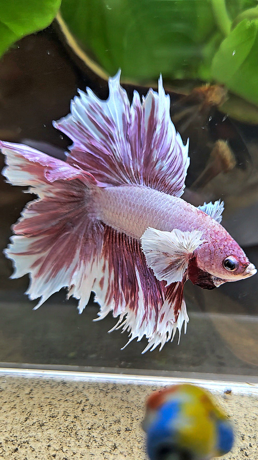 HALFMOON DOUBLE TAIL BIG EAR LAVENDER BETTA FISH
