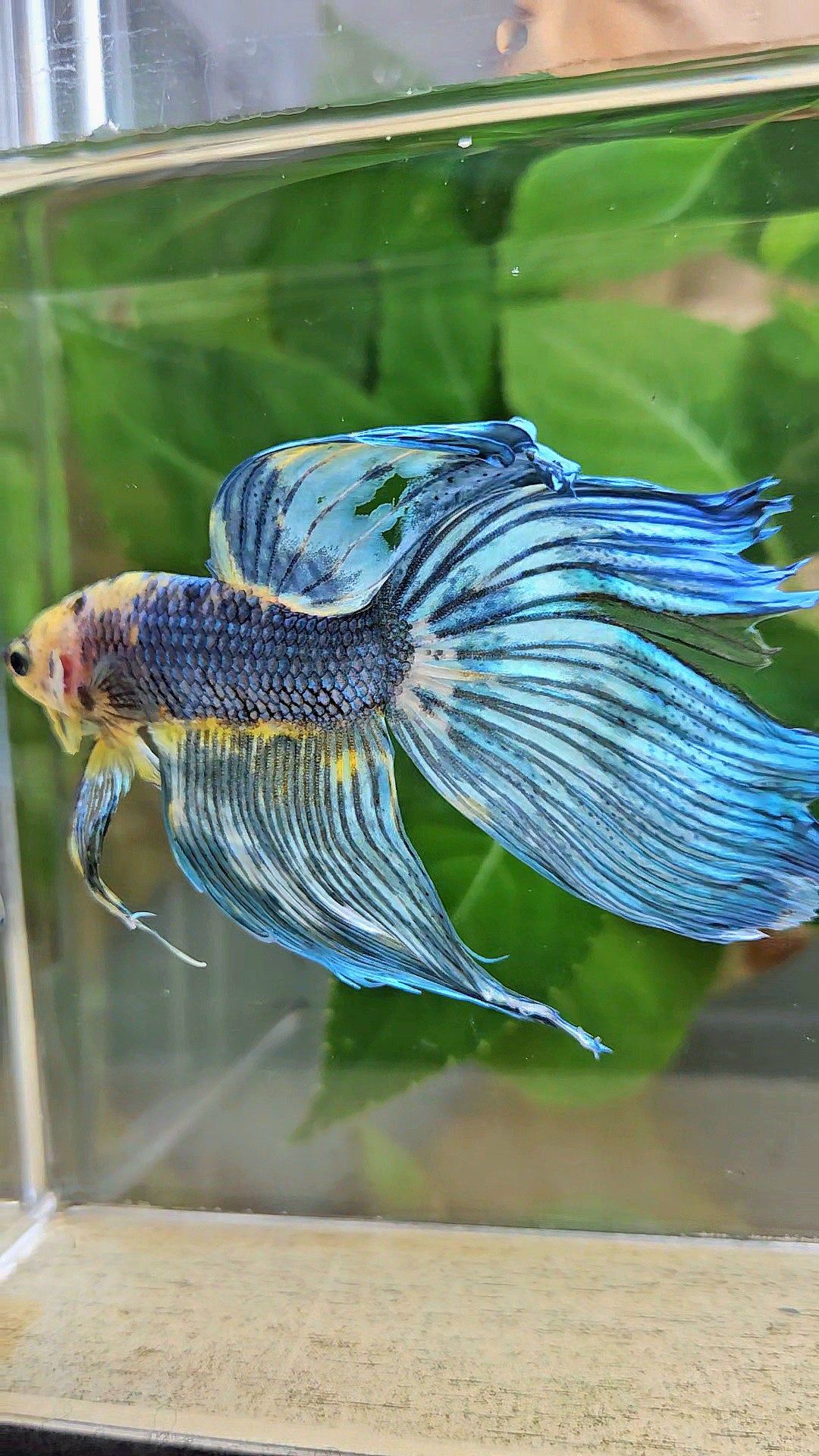 VEILTAIL DELTA YELLOW BLUE FANCY MULTICOLOR BETTA FISH