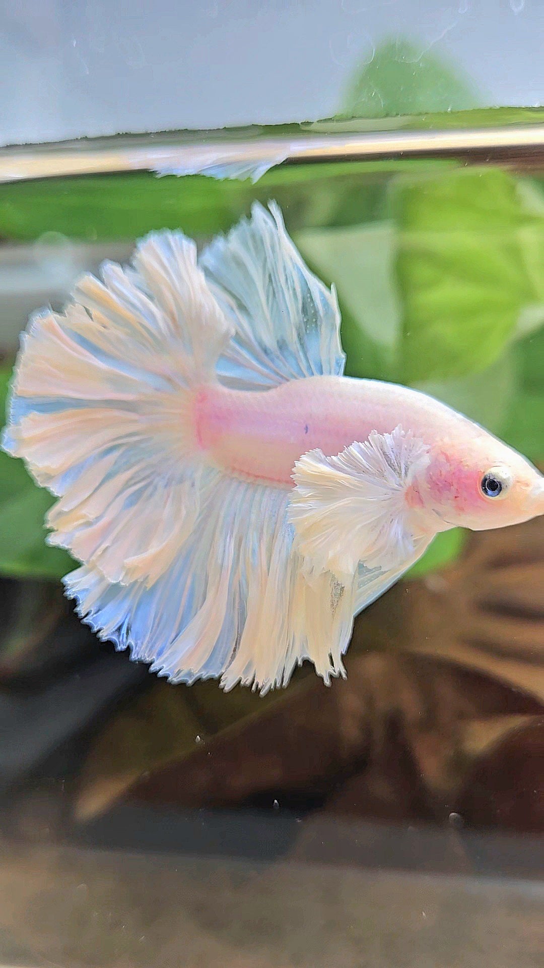 LUXURY KING FEATHER TAIL HALFMOON DUMBO EAR WHITE OPAQUE BETTA FISH