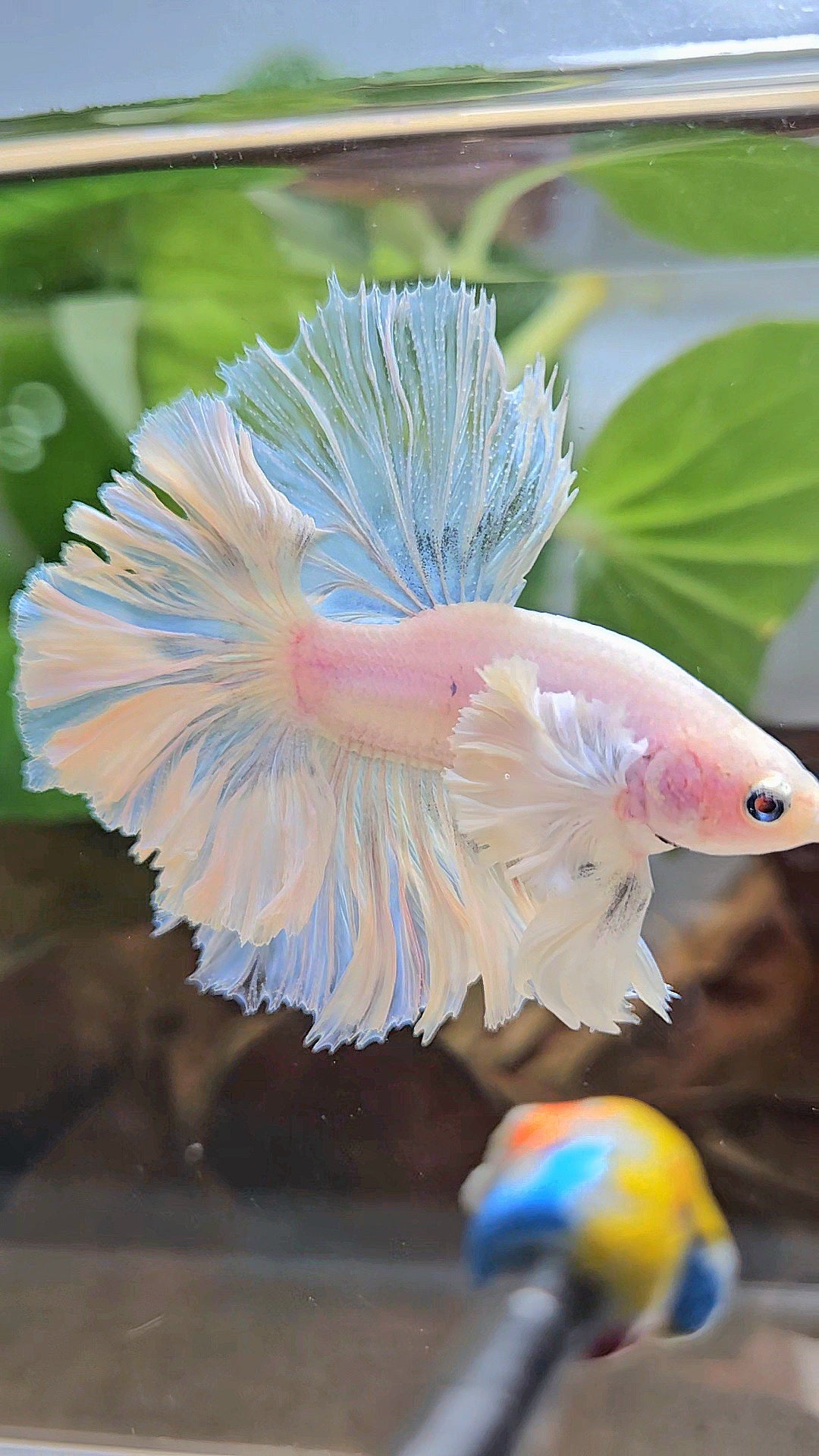 LUXURY KING FEATHER TAIL HALFMOON DUMBO EAR WHITE OPAQUE BETTA FISH