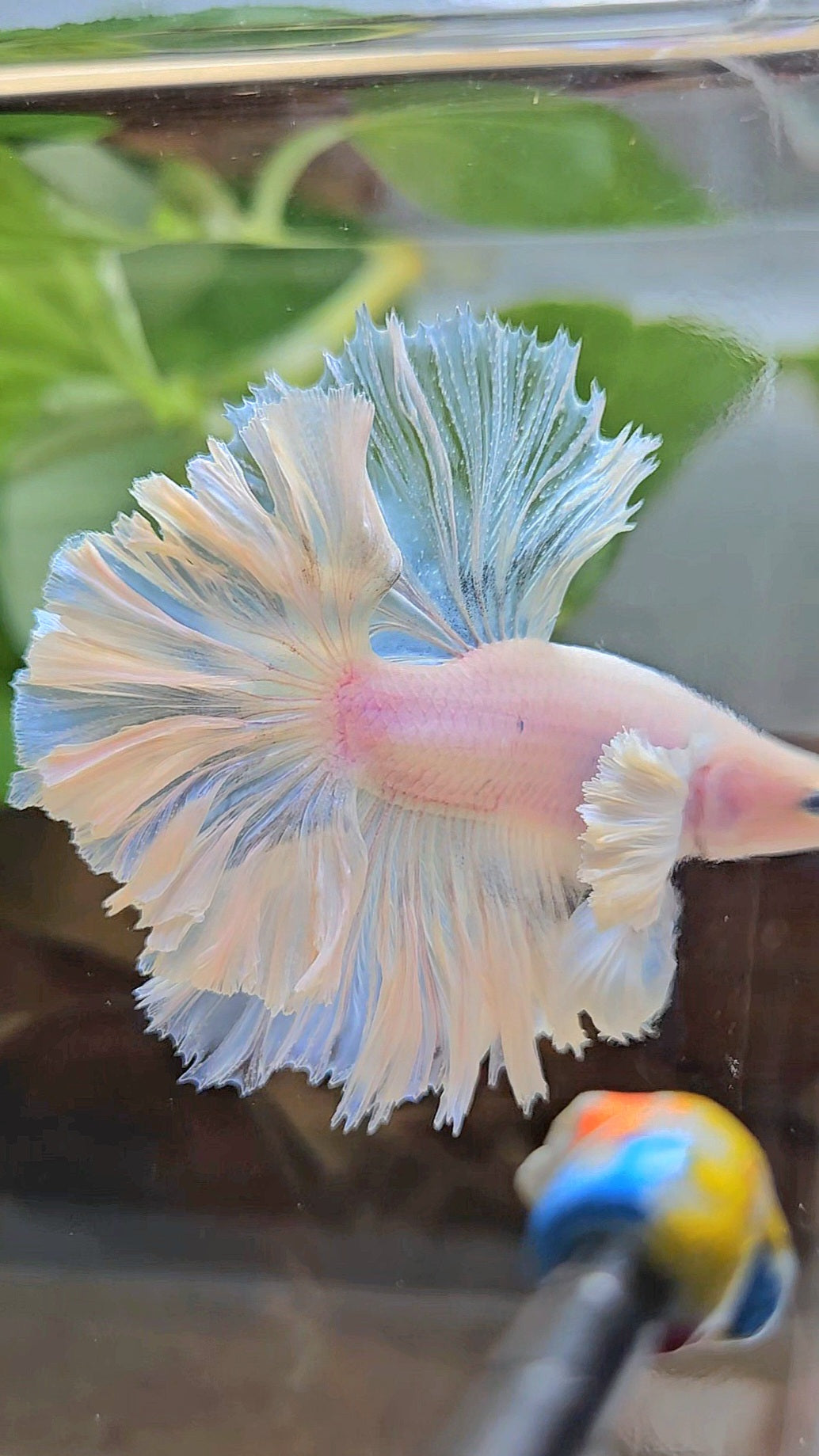 LUXURY KING FEATHER TAIL HALFMOON DUMBO EAR WHITE OPAQUE BETTA FISH