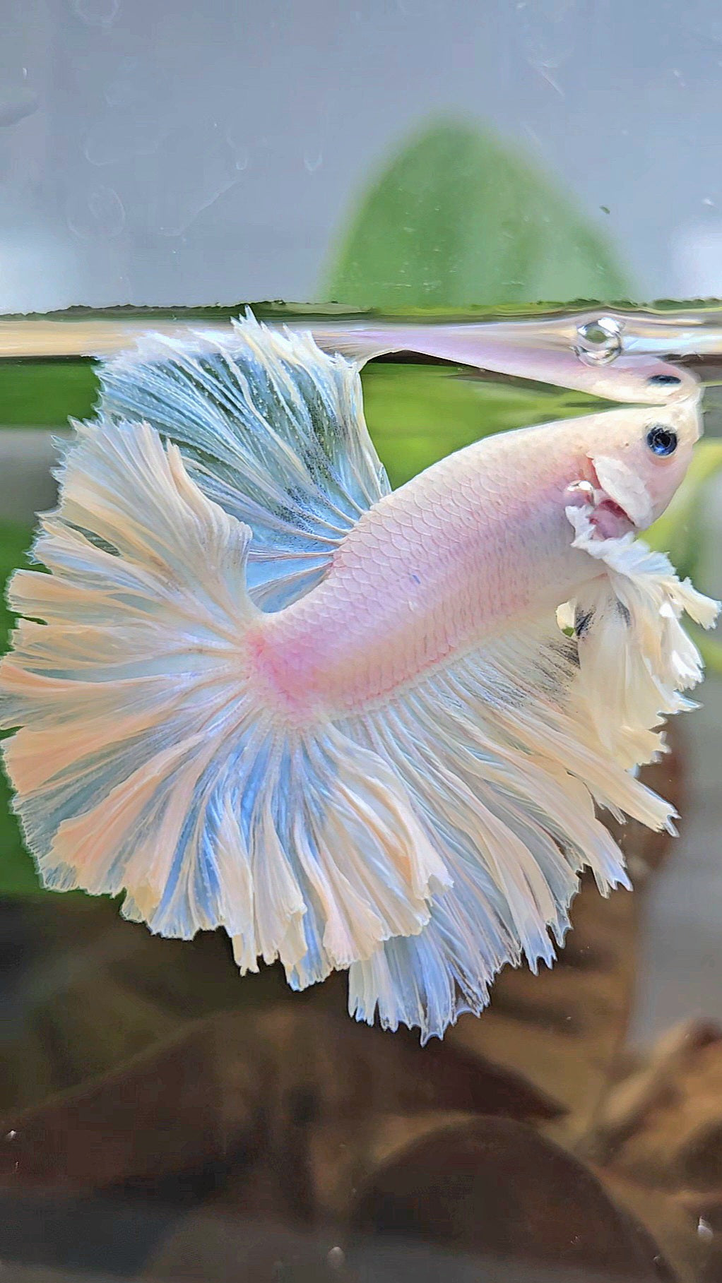 LUXURY KING FEATHER TAIL HALFMOON DUMBO EAR WHITE OPAQUE BETTA FISH