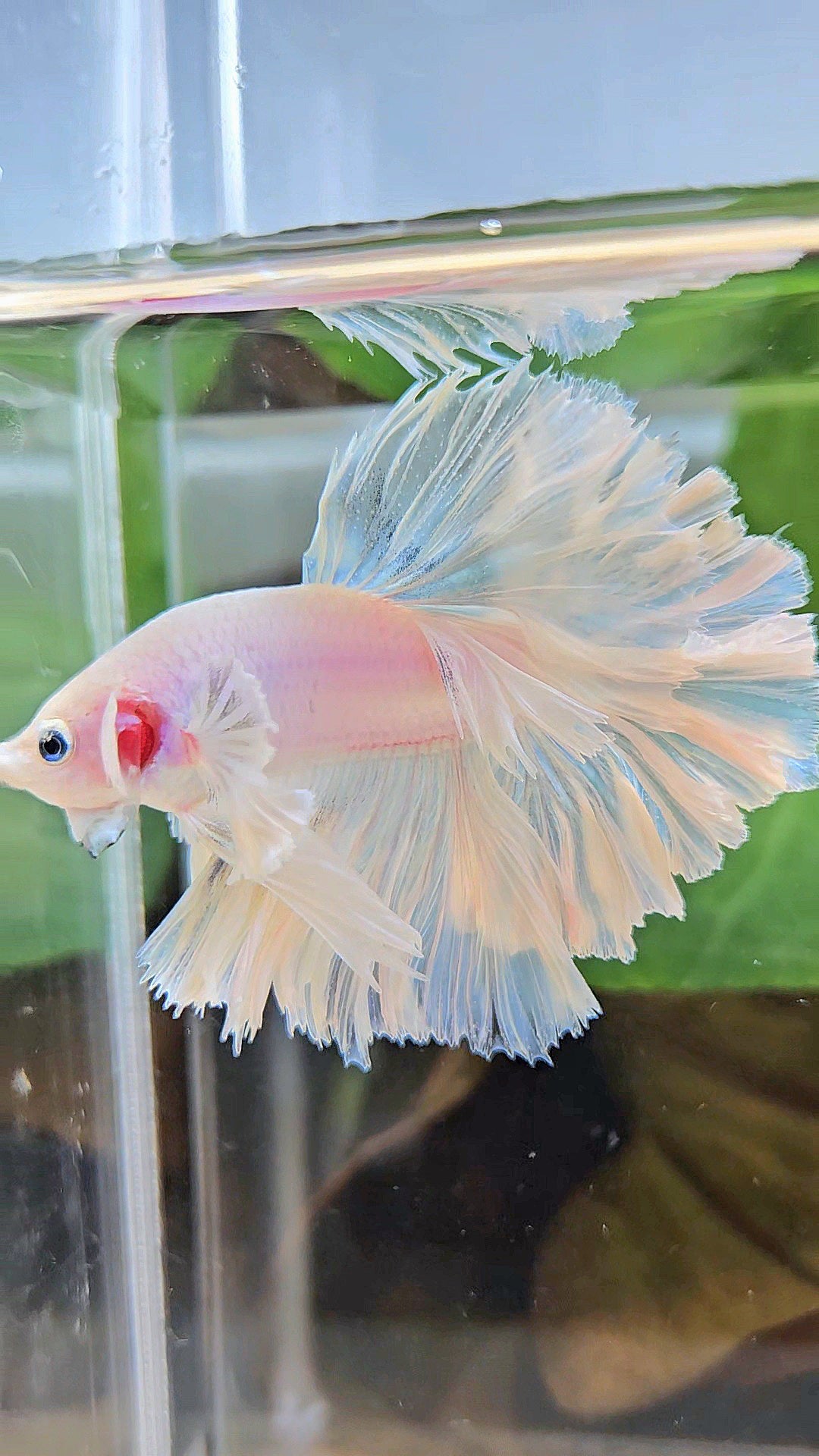 LUXURY KING FEATHER TAIL HALFMOON DUMBO EAR WHITE OPAQUE BETTA FISH