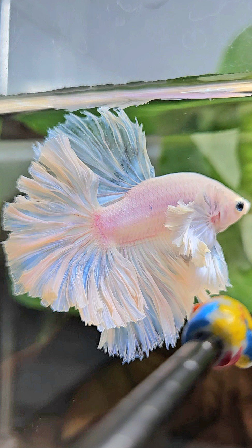 LUXURY KING FEATHER TAIL HALFMOON DUMBO EAR WHITE OPAQUE BETTA FISH