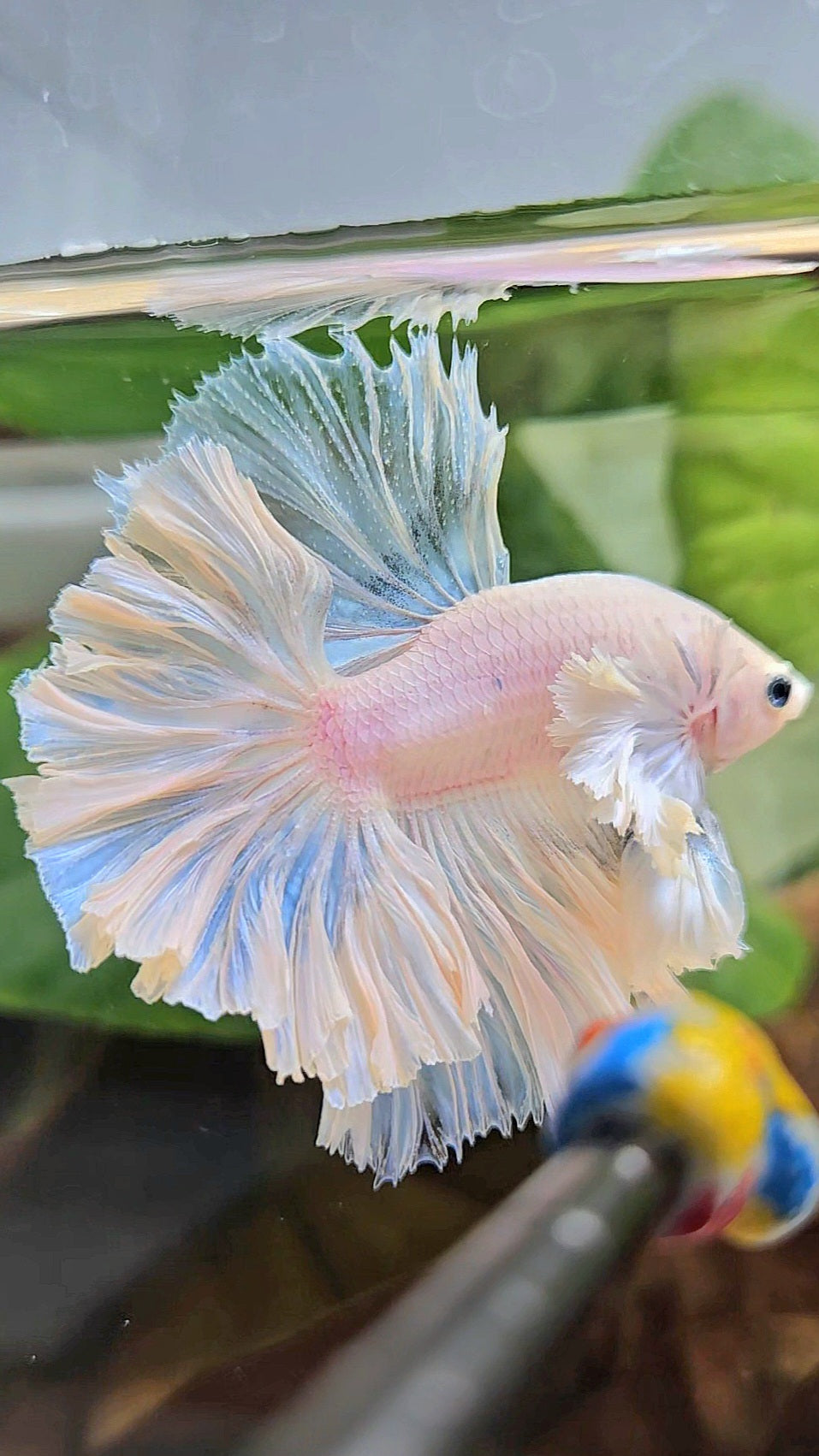 LUXURY KING FEATHER TAIL HALFMOON DUMBO EAR WHITE OPAQUE BETTA FISH