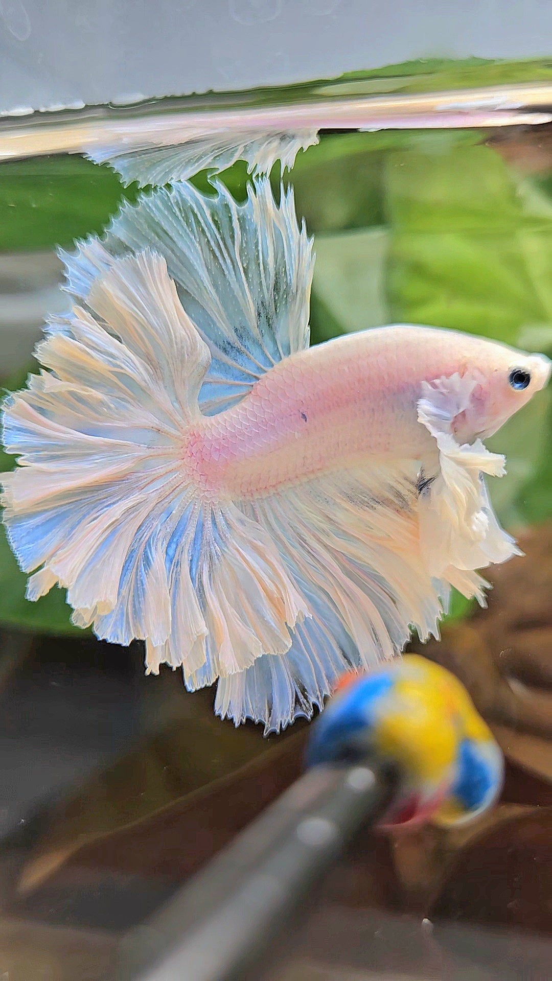 LUXURY KING FEATHER TAIL HALFMOON DUMBO EAR WHITE OPAQUE BETTA FISH