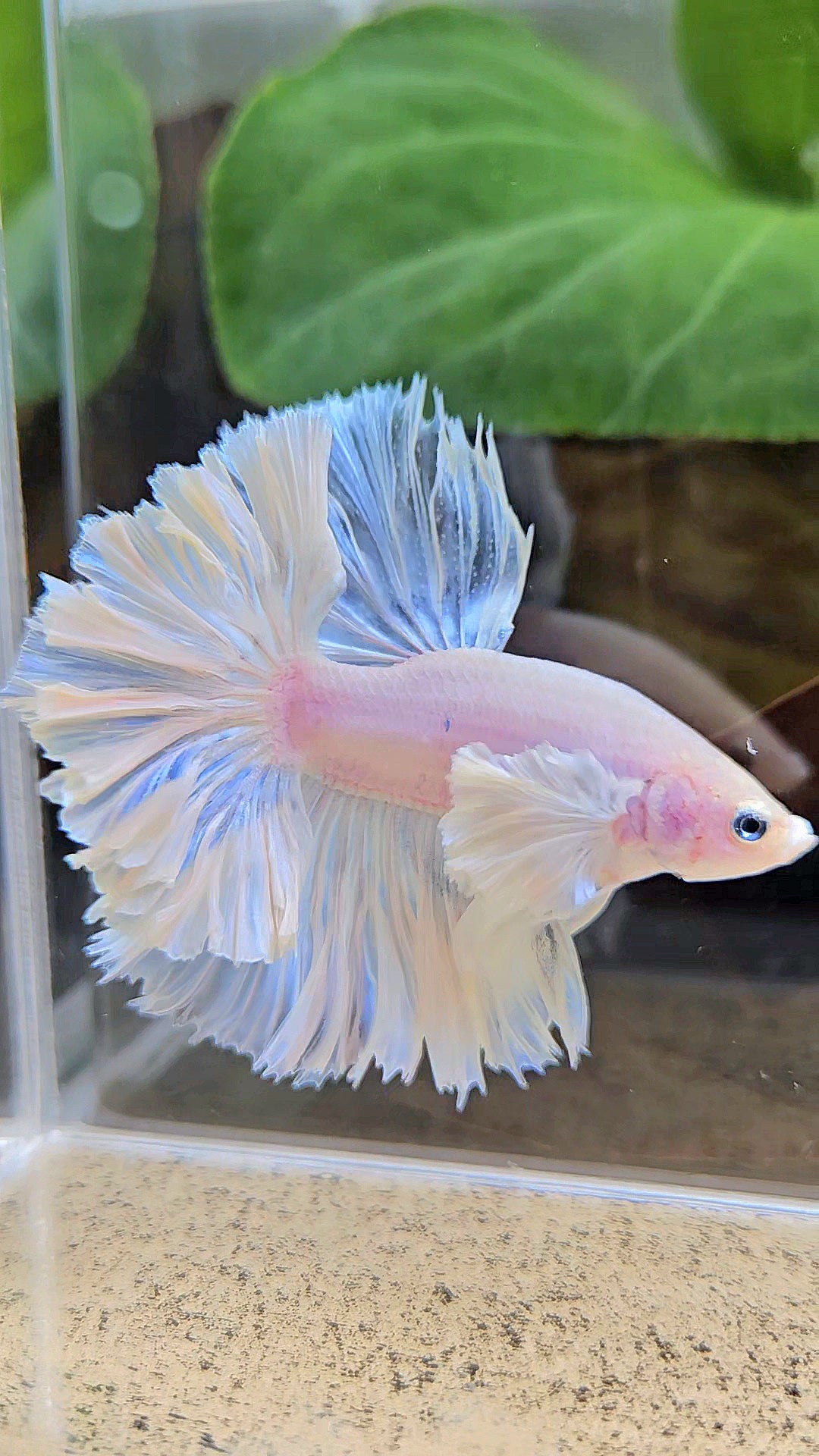 LUXURY KING FEATHER TAIL HALFMOON DUMBO EAR WHITE OPAQUE BETTA FISH