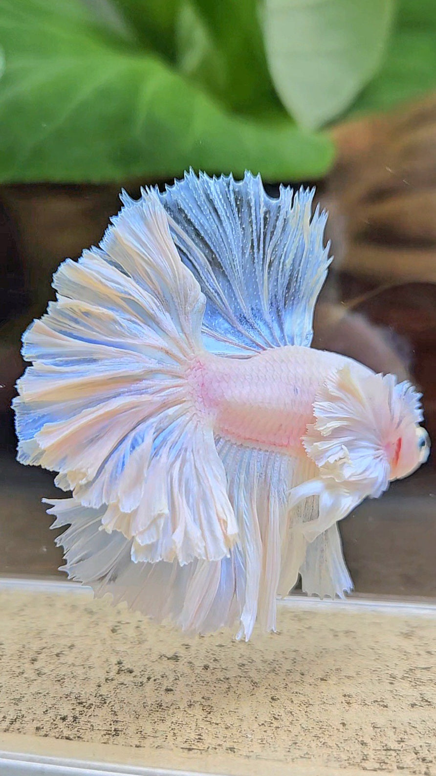 LUXURY KING FEATHER TAIL HALFMOON DUMBO EAR WHITE OPAQUE BETTA FISH