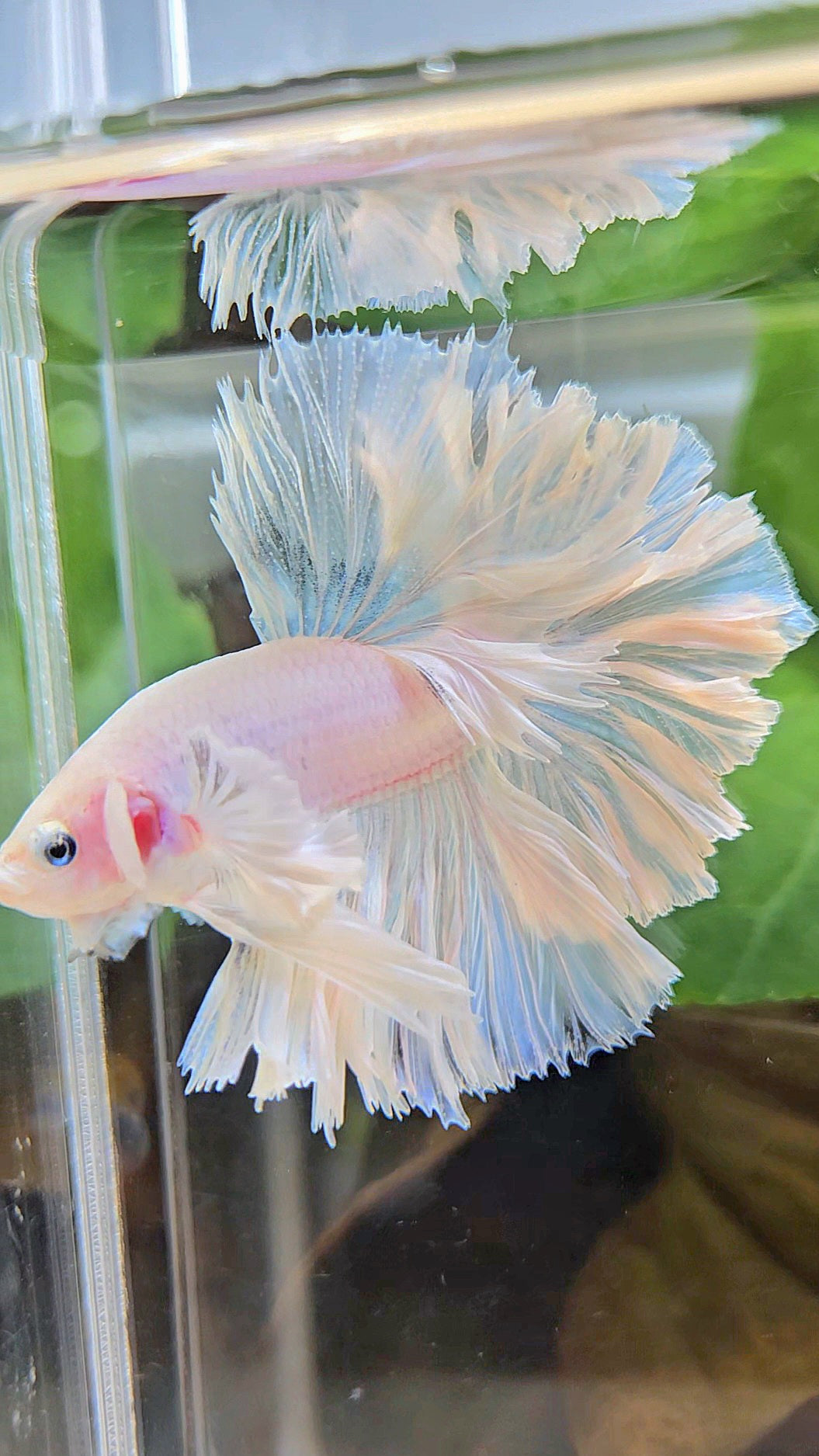 LUXURY KING FEATHER TAIL HALFMOON DUMBO EAR WHITE OPAQUE BETTA FISH