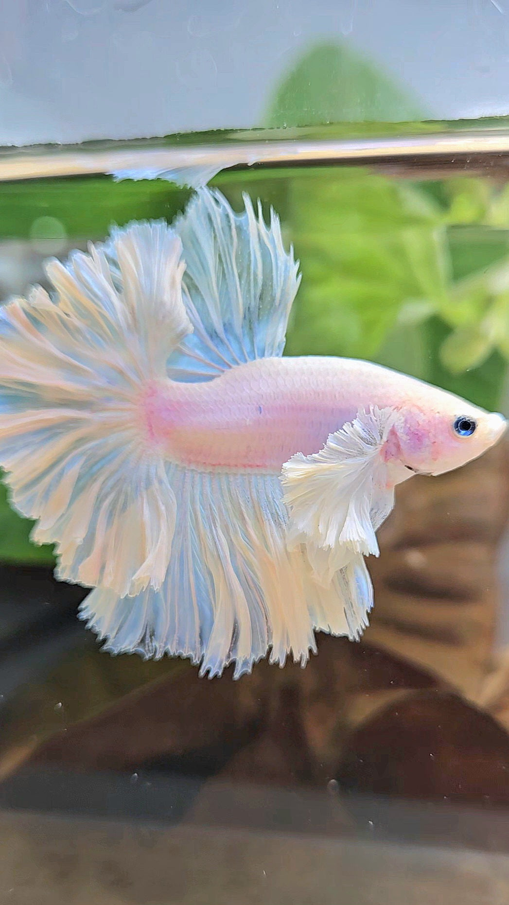 LUXURY KING FEATHER TAIL HALFMOON DUMBO EAR WHITE OPAQUE BETTA FISH