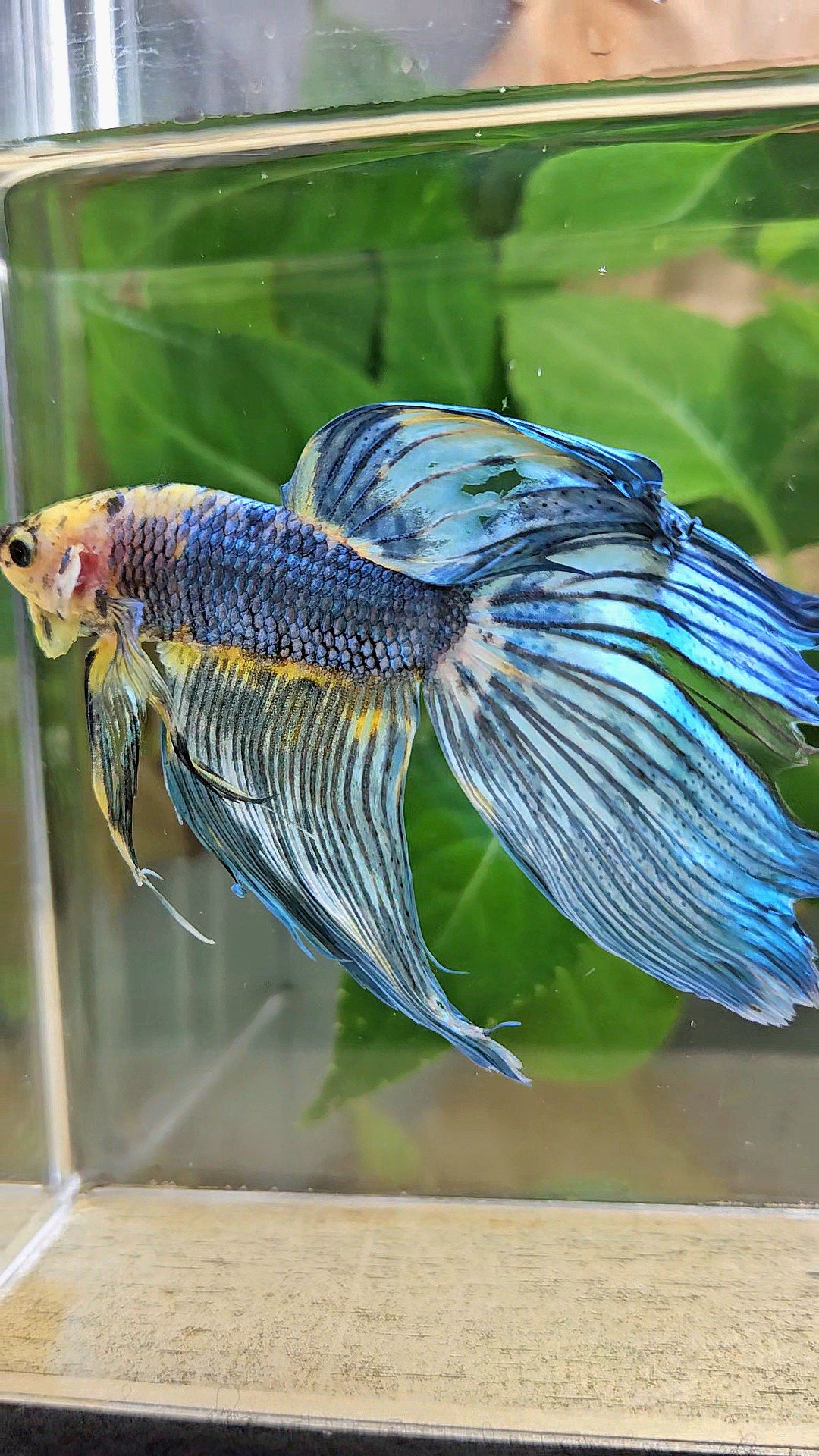 VEILTAIL DELTA YELLOW BLUE FANCY MULTICOLOR BETTA FISH