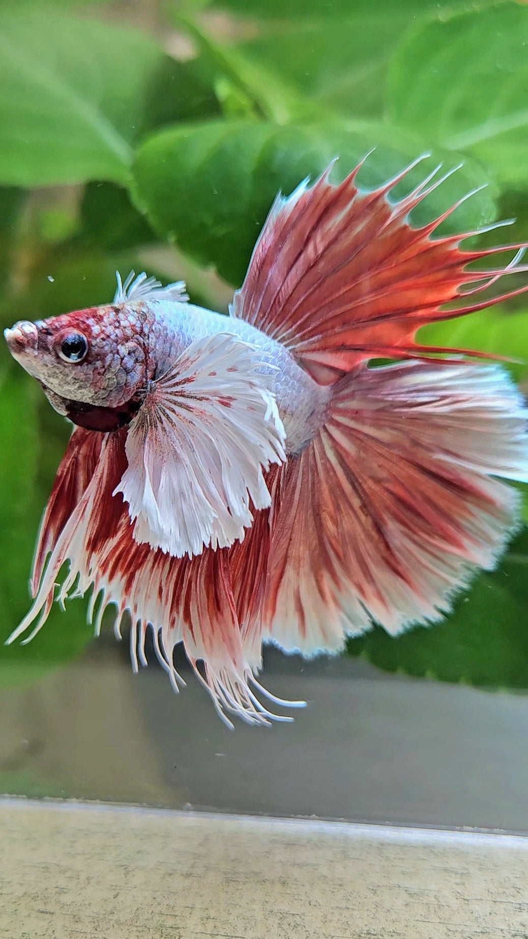 LUXURY HALFSUN SUPER DUMBO EAR RED LAVENDER BETTA FISH