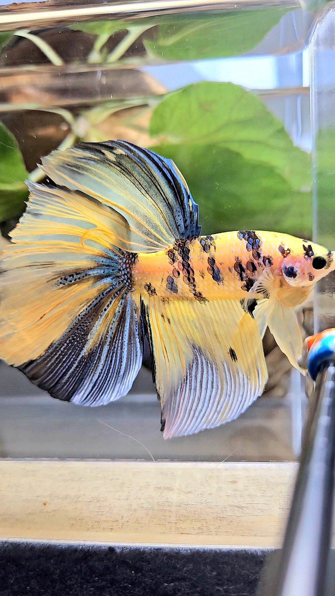 GIANT HALFMOON TOTAL 7,5CM+ YELLOW KOI TIGER MULTICOLOR BETTA FISH