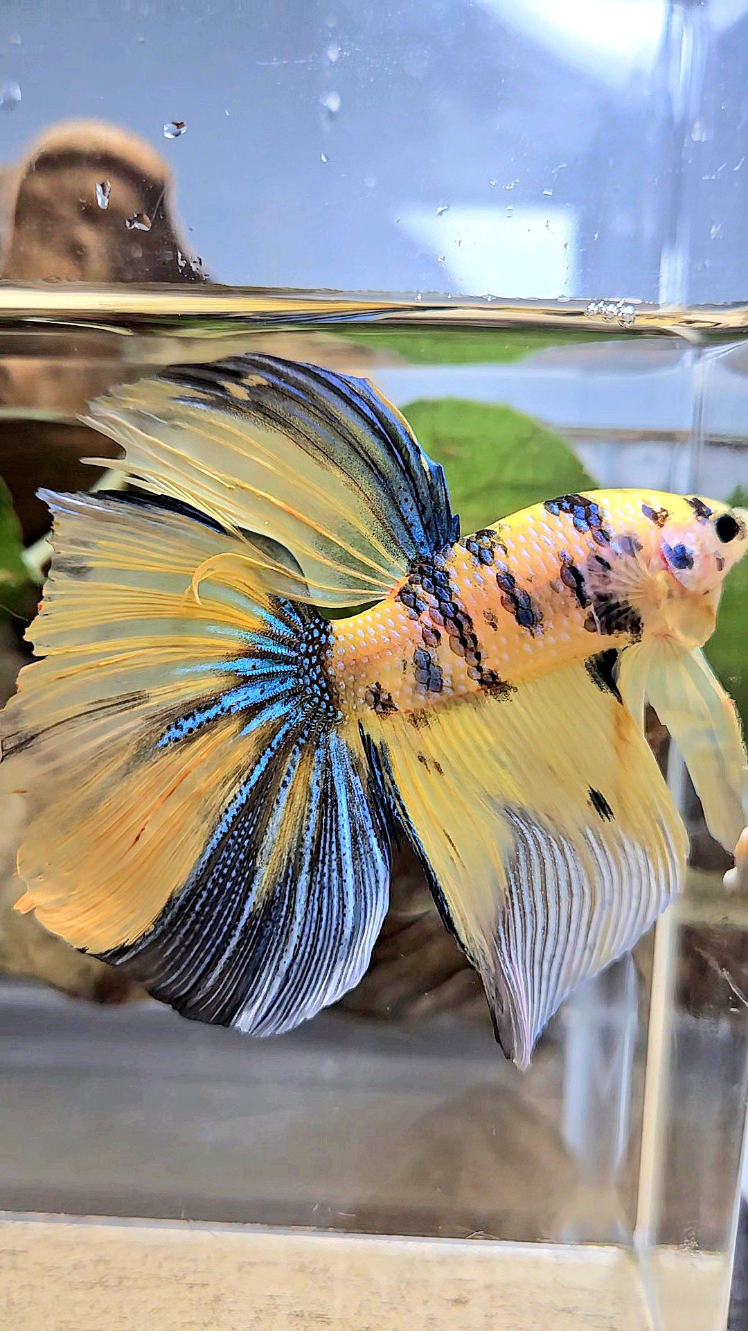 GIANT HALFMOON TOTAL 7,5CM+ YELLOW KOI TIGER MULTICOLOR BETTA FISH