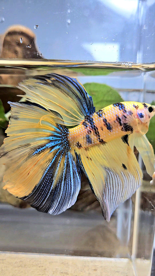 GIANT HALFMOON TOTAL 7,5CM+ YELLOW KOI TIGER MULTICOLOR BETTA FISH