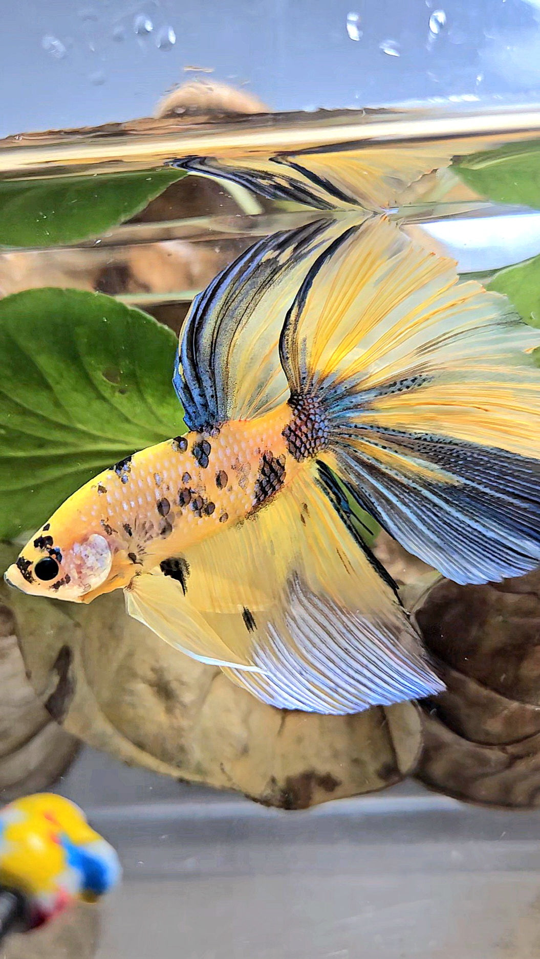 GIANT HALFMOON TOTAL 7,5CM+ YELLOW KOI TIGER MULTICOLOR BETTA FISH