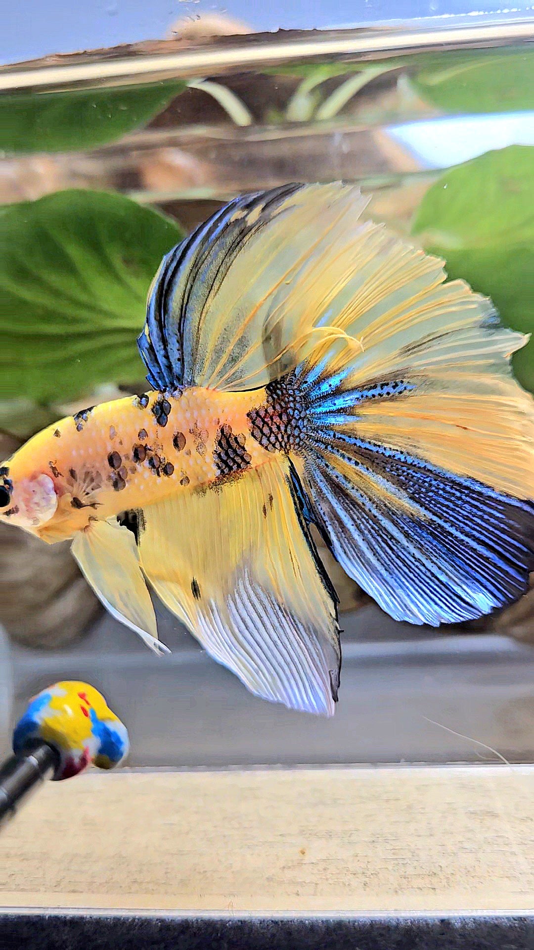GIANT HALFMOON TOTAL 7,5CM+ YELLOW KOI TIGER MULTICOLOR BETTA FISH