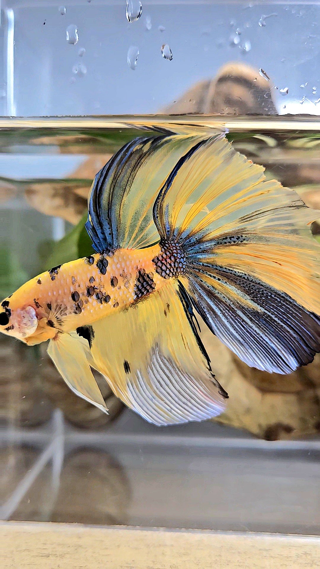 GIANT HALFMOON TOTAL 7,5CM+ YELLOW KOI TIGER MULTICOLOR BETTA FISH