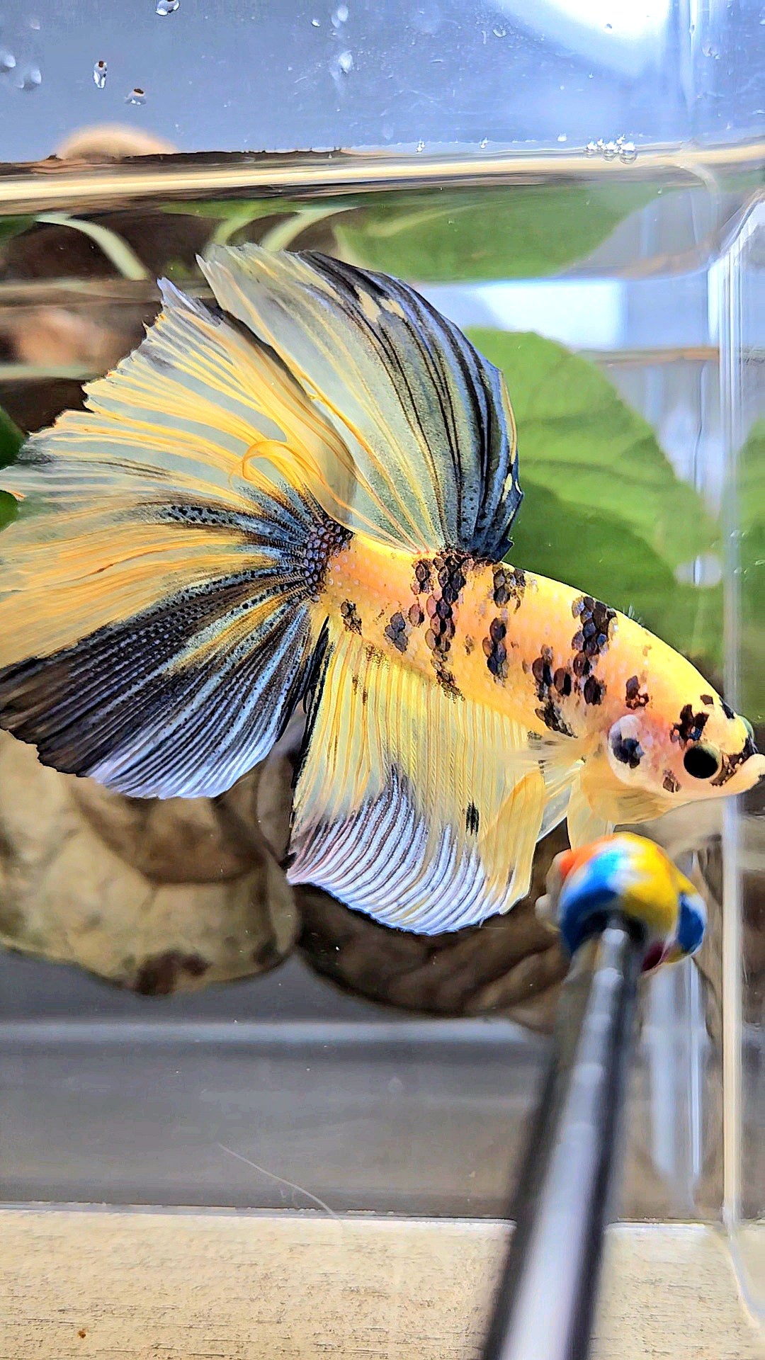 GIANT HALFMOON TOTAL 7,5CM+ YELLOW KOI TIGER MULTICOLOR BETTA FISH