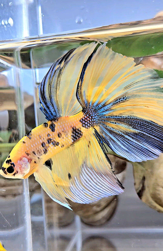 GIANT HALFMOON TOTAL 7,5CM+ YELLOW KOI TIGER MULTICOLOR BETTA FISH