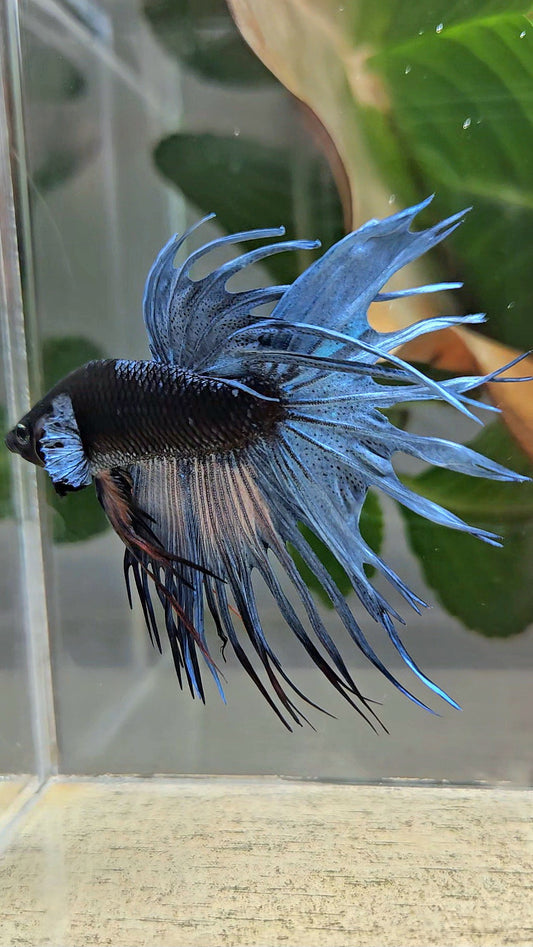 CROWNTAIL BLACK GALAXY AVATAR BLUE GRAY BETTA FISH