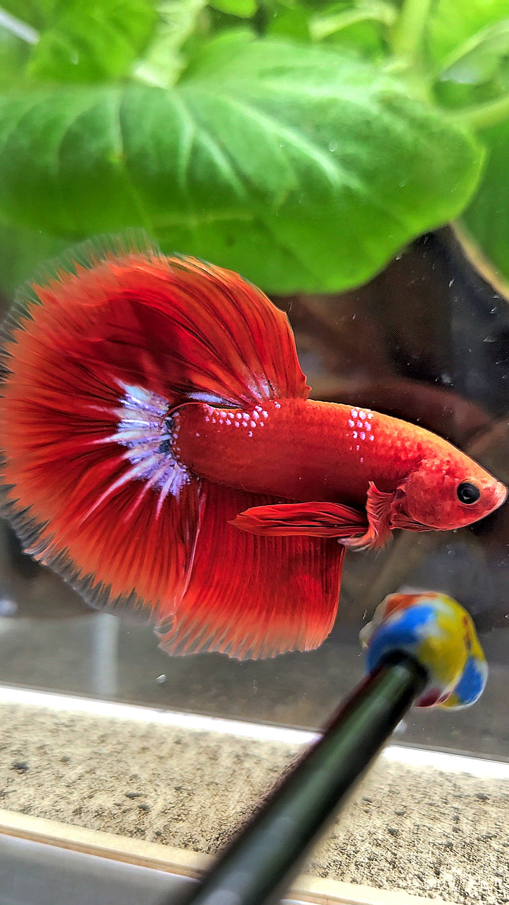 HALFMOON ROSETAIL STARTAIL RED HELLBOY BETTA FISH