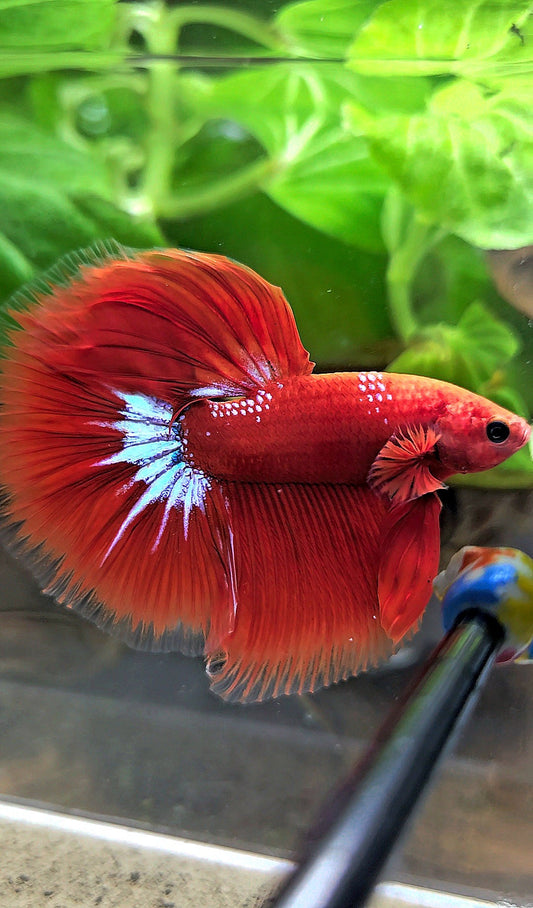 HALFMOON ROSETAIL STARTAIL RED HELLBOY BETTA FISH