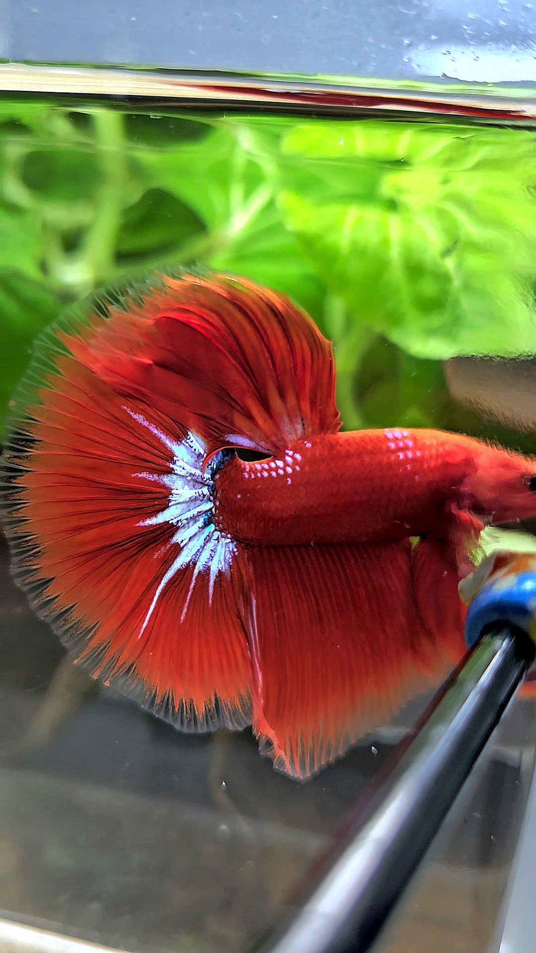 HALFMOON ROSETAIL STARTAIL RED HELLBOY BETTA FISH