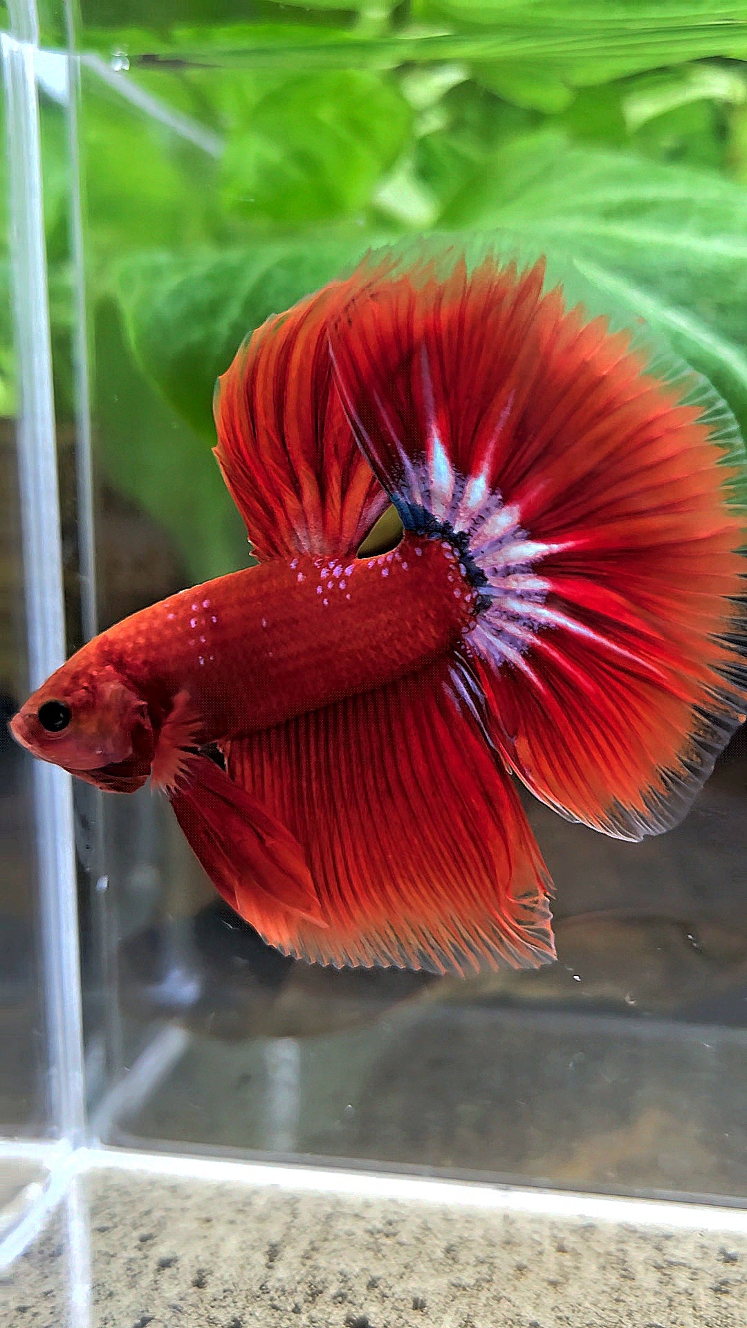 HALFMOON ROSETAIL STARTAIL RED HELLBOY BETTA FISH