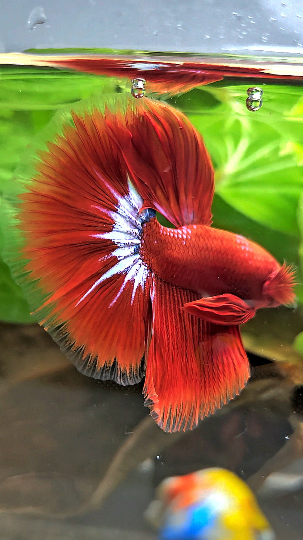 HALFMOON ROSETAIL STARTAIL RED HELLBOY BETTA FISH