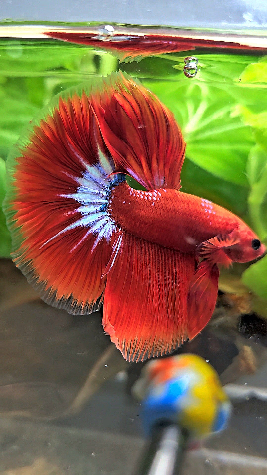 HALFMOON ROSETAIL STARTAIL RED HELLBOY BETTA FISH