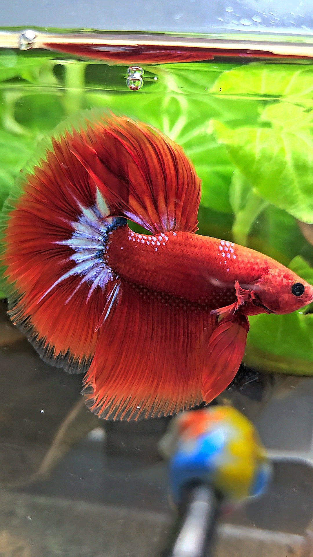 HALFMOON ROSETAIL STARTAIL RED HELLBOY BETTA FISH