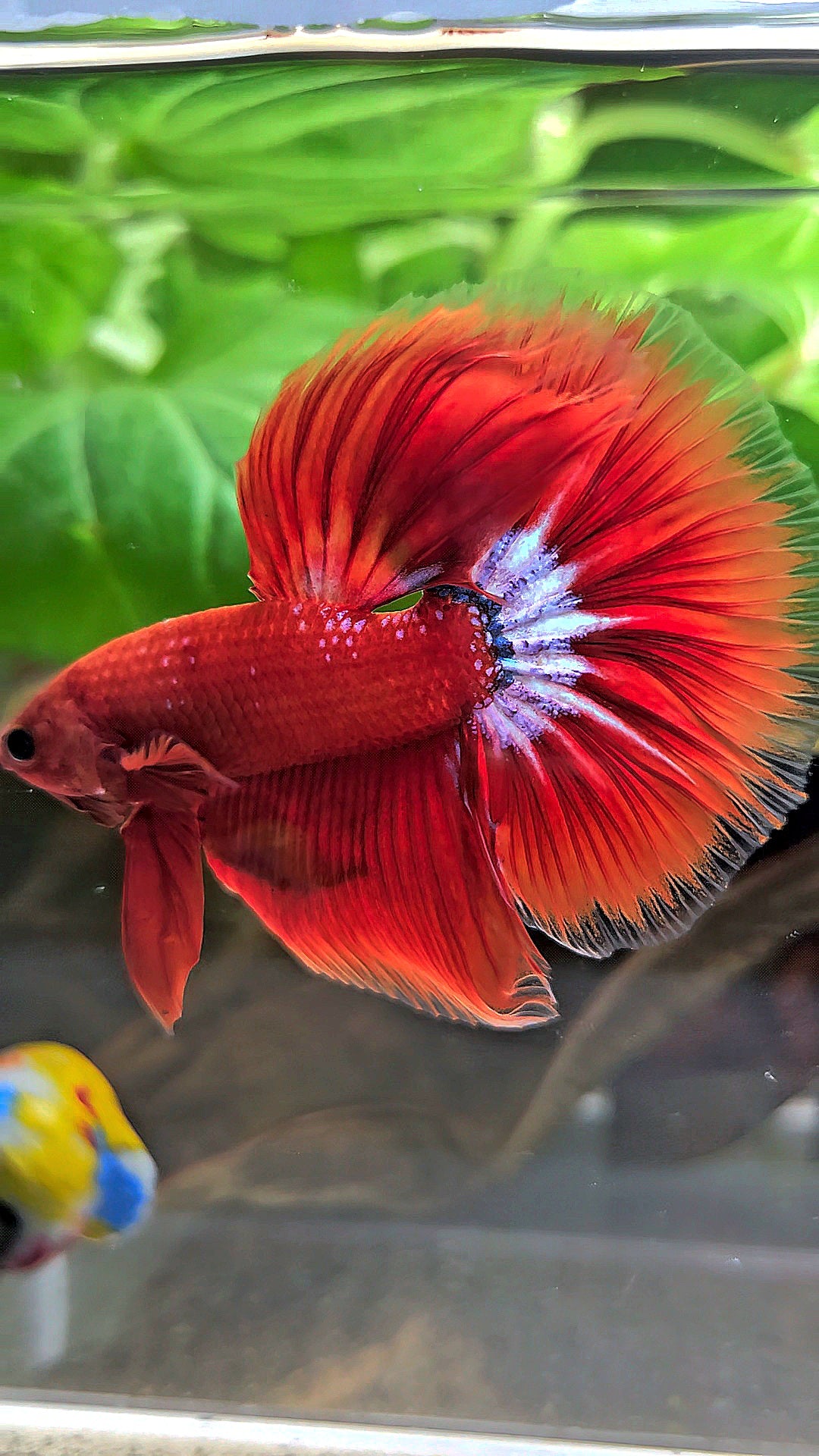 HALFMOON ROSETAIL STARTAIL RED HELLBOY BETTA FISH