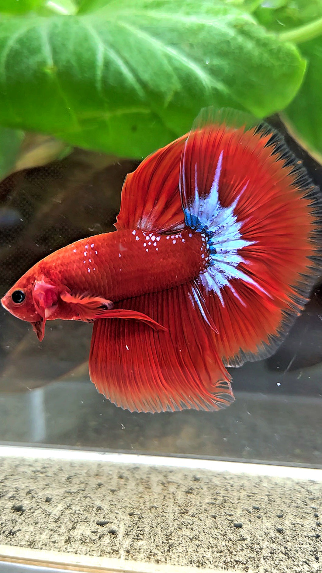 HALFMOON ROSETAIL STARTAIL RED HELLBOY BETTA FISH