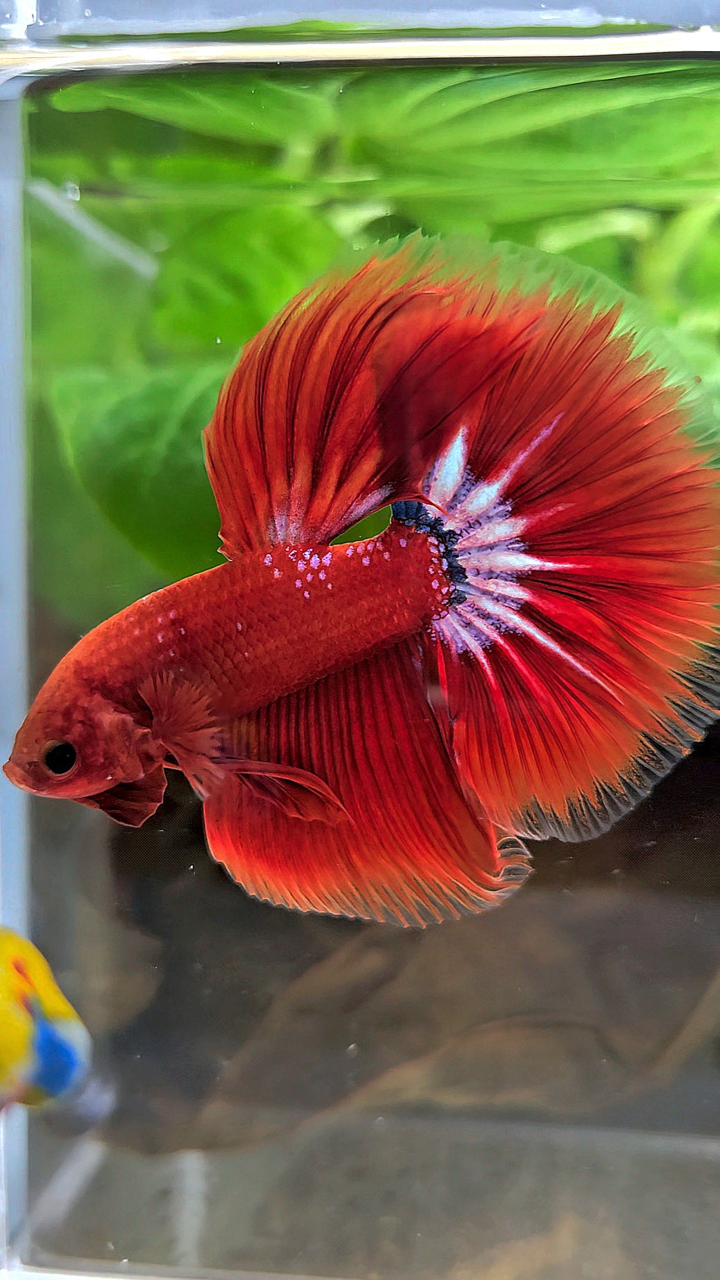 HALFMOON ROSETAIL STARTAIL RED HELLBOY BETTA FISH
