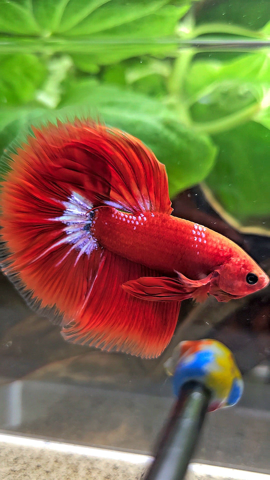 HALFMOON ROSETAIL STARTAIL RED HELLBOY BETTA FISH