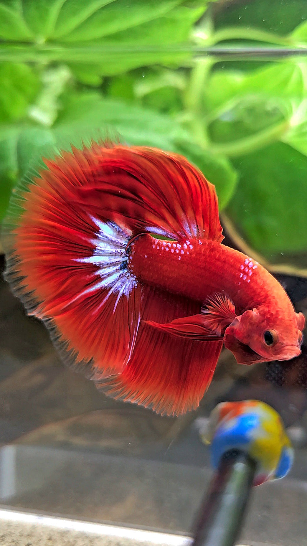 HALFMOON ROSETAIL STARTAIL RED HELLBOY BETTA FISH